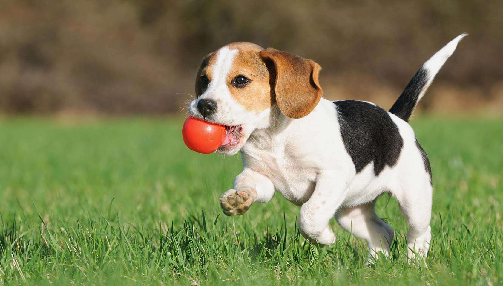 26th Annual HSBC Walk for the Animals