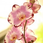 Orchid, Garden and Gourmet Food Festival
