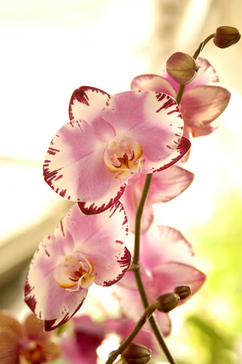 Orchid, Garden and Gourmet Food Festival