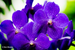 Orchid Care - Repotting and Mounting