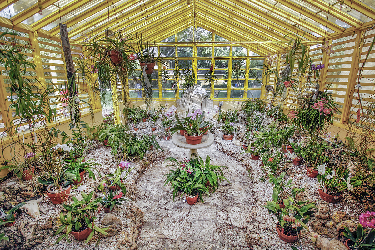 Orchid Care - Diagnosing Pests & Diseases
