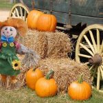 Drive-Thru Pumpkin Patch