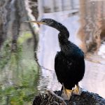Birding Class - Birding by Ear