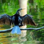 Birding Class