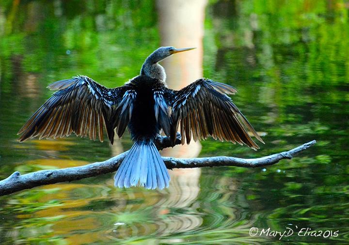 Ascend to Better Birding I