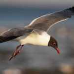 Birding Class