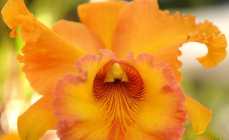 Orchid Care - Repotting & Mounting