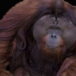 Endangered Fine Art & Photography Exhibition