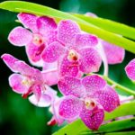 Orchid Care Class