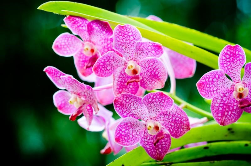 Orchid Care Class