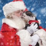 Santa Paws Pet Photos