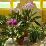 Orchid Care - Repotting & Mounting