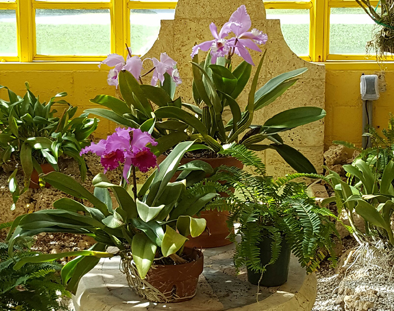Repotting & Mounting plus Combating Pests & Diseases