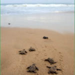 Moonlight Turtle Walk