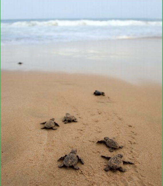 Turtle Walks