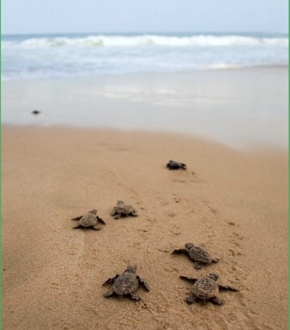 Moonlight Turtle Walk