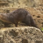 Joey the Otter’s Virtual Birthday Celebration