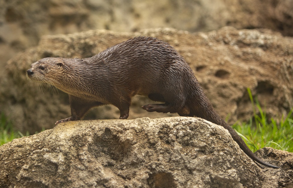 Joey the Otter’s Virtual Birthday Celebration