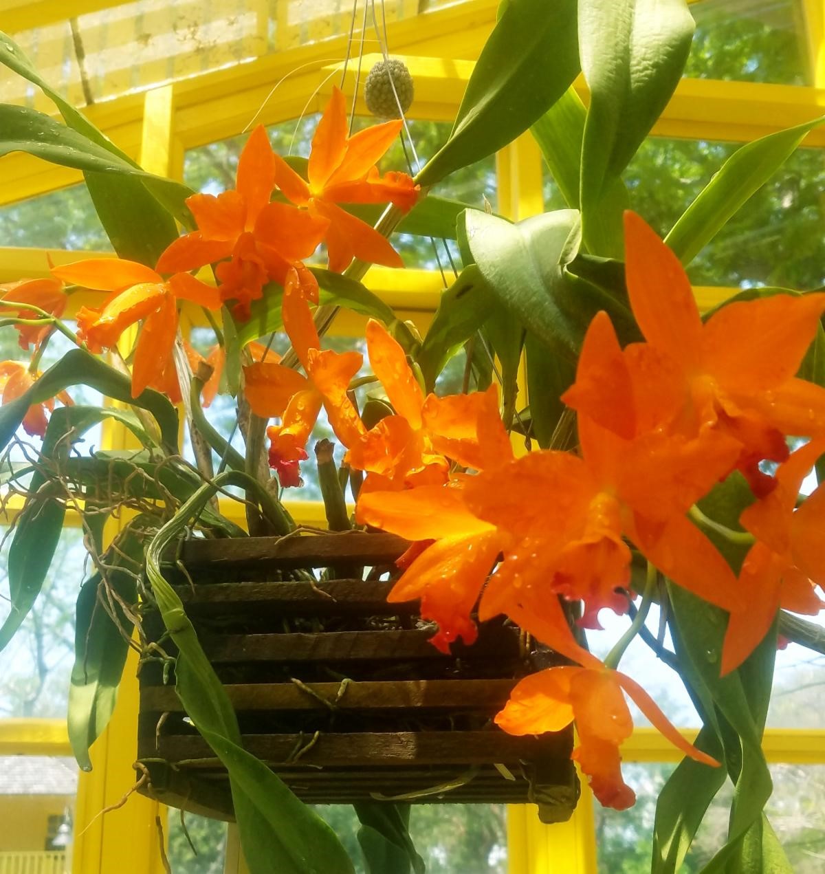 Orchid Care Basics