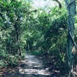 Forest Bathing