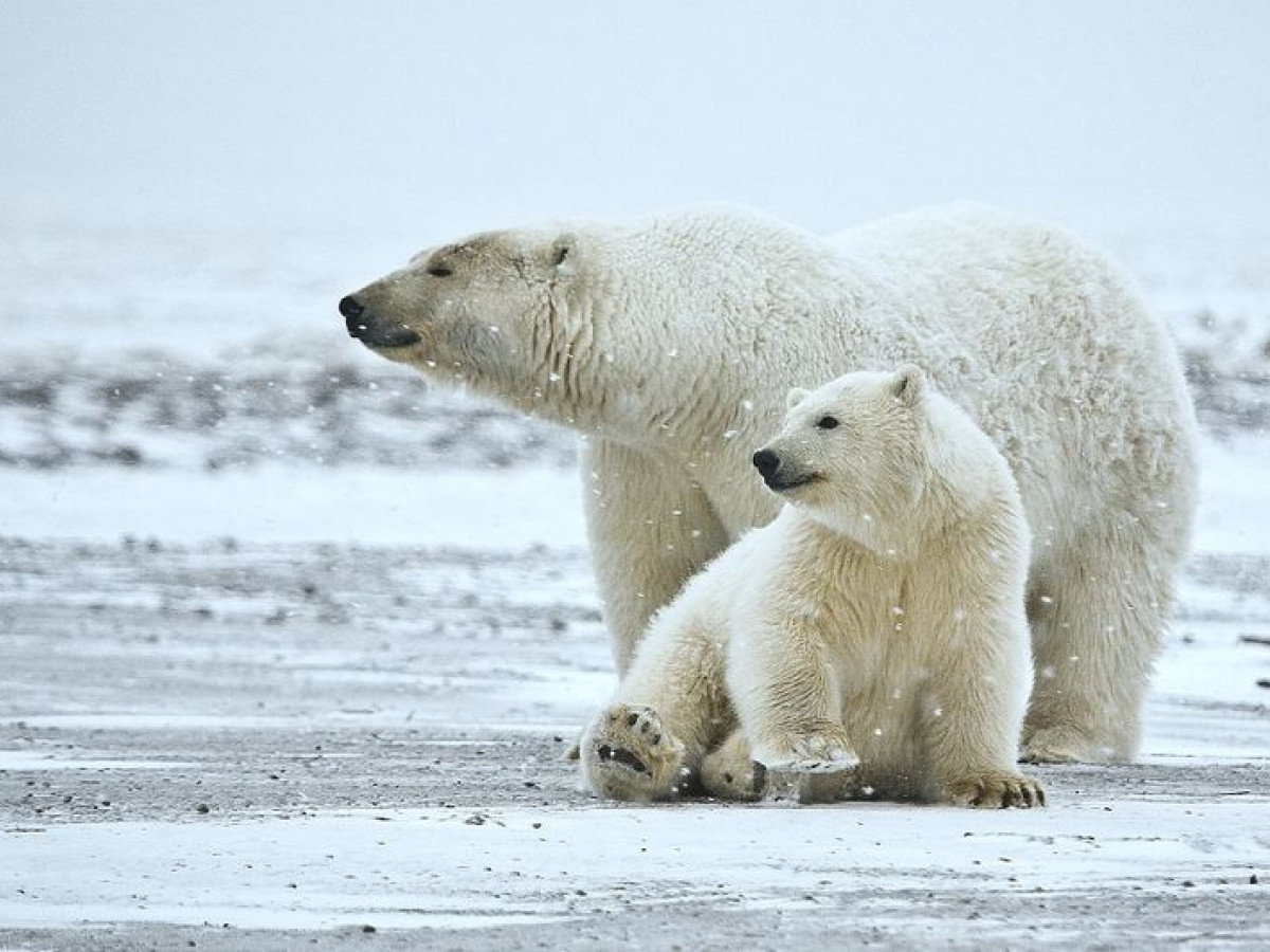 The Arctic: Our Last Great Wilderness Weekend