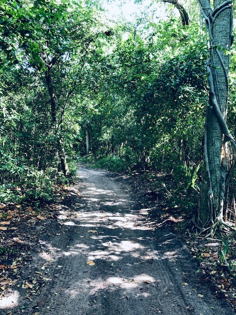 Forest Bathing Class