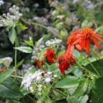 Edible Food Forest at Snyder Park