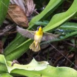 Birding Class – Common Birds of South Florida