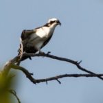 Birding Class