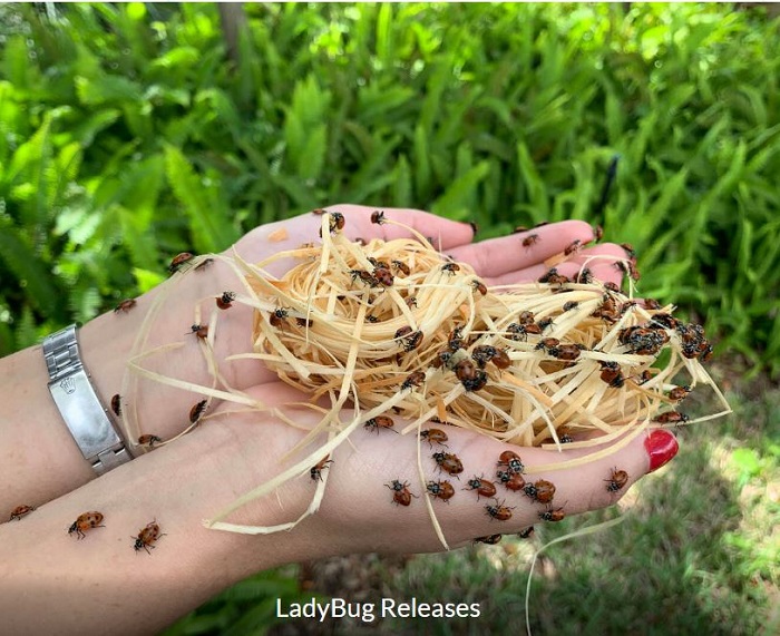 Ladybug Releases