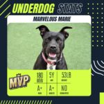 Underdog Madness