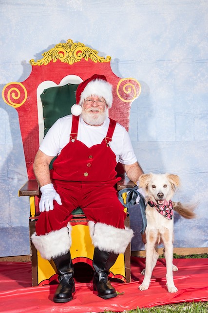 Santa Paws