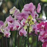 15th Annual International Orchid & Garden Festival