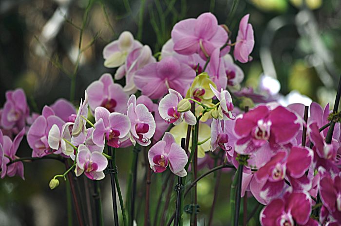 15th Annual International Orchid & Garden Festival