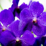 Orchid Care Repotting & Mounting