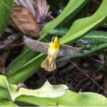 Birding Class