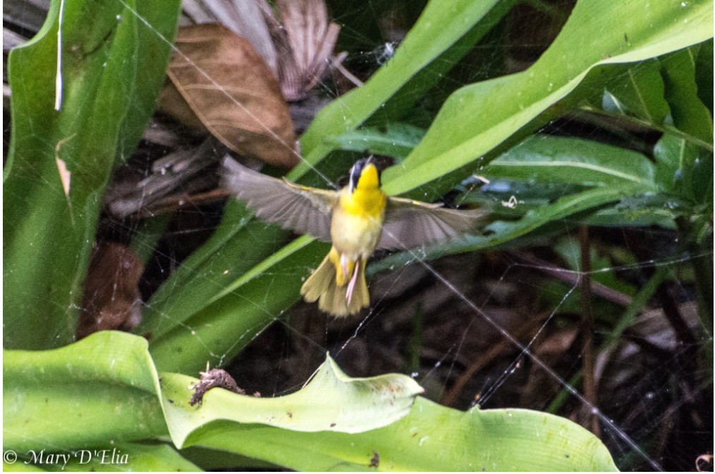 Birding Class