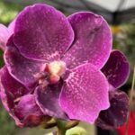December Orchid and Plant Festival