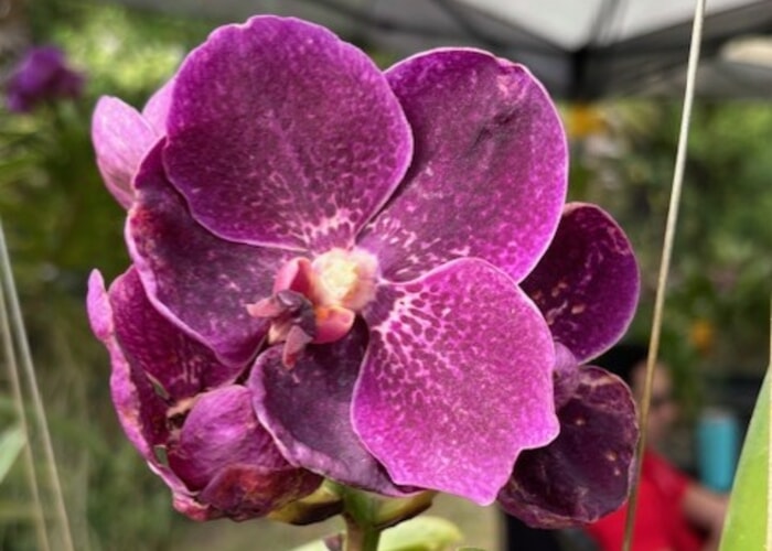 December Orchid and Plant Festival