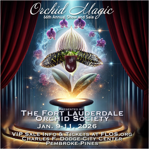 Orchid Magic