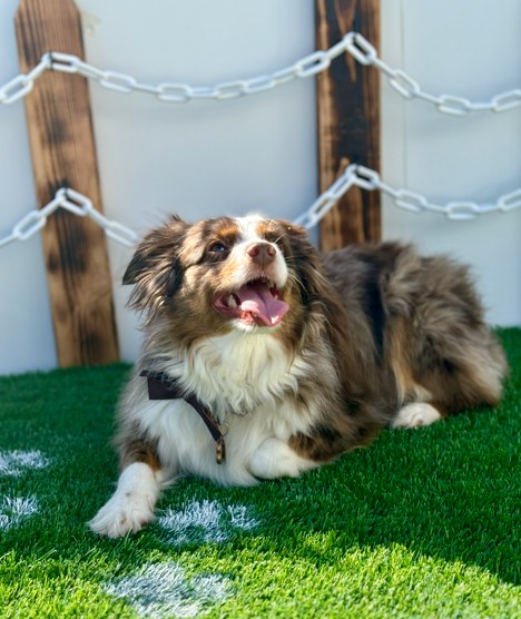 Santa Paws on the Wooftop