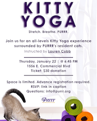 Kitty Yoga with Lauren Cobb