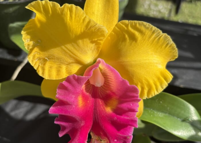 Sawgrass Nature Center's February Orchid and Plant