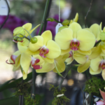 International Orchid & Garden Festival