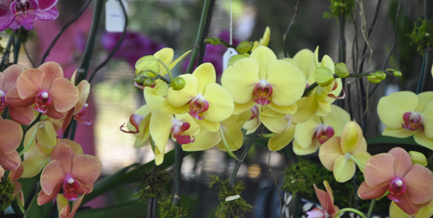 International Orchid & Garden Festival